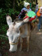 OaxacaImmersion/burro.jpg